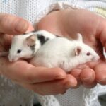 Parasite Watch: Worms affecting pet hamsters, rats & mice