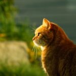 Act Now – Cat Microchipping June 10th Deadline Has Passed