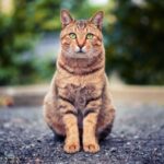 Cat Microchipping Law: The June 10th Deadline Has Passed, Act Now