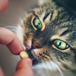 Need to give your cat a tablet? Alpha Vets’ nurses break it down