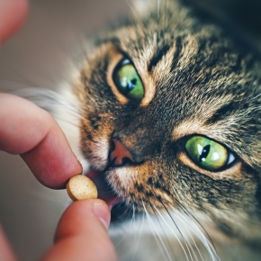 Need to give your cat a tablet? Alpha Vets’ nurses break it down