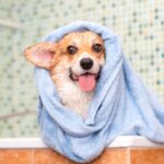 Vet nurses in Teddington have the best dog grooming tips for you