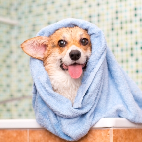 Vet nurses in Teddington have the best dog grooming tips for you