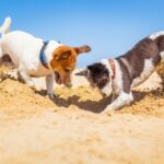 Six dog-friendly UK staycation hot spots – from Claygate Vets