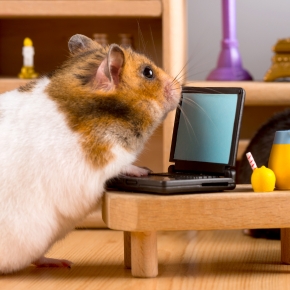 Going on holiday? Here’s your small pet prep guide from Claygate Vets!
