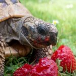 Darren Partridge shares what tortoises like to do for summer fun