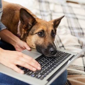 How to help your dog beat the boredom