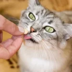 Molesey Vets Share 5 Ways to Give a Cat a Tablet