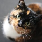 Cat Microchipping Deadline Has Passed: New Law for Esher Cats