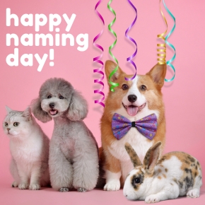 Claygate Vet Nurses Share Ideas for the Perfect Pet Name