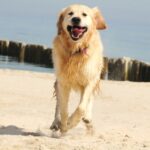 Molesey Vets’ Guide to a Worry-Free Beach Day with Your Dog