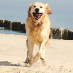 Molesey Vets’ Guide to a Worry-Free Beach Day with Your Dog