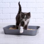 Effective Kitten Litter Training Tips from Molesey Vets’ Nurses