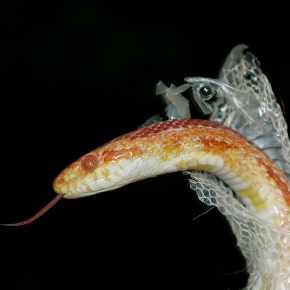 Unlock the Mysteries of Snake Skin Shedding with Vet Darren Partridge
