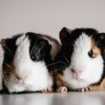 Guinea Pig FAQs: A Guide to Caring for Your Squeaky Friend!