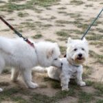 Back to Basics: Socialisation for Older Dogs