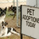 7 Questions You Need to Ask Before Adopting a Pet