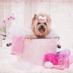 Affordable Spa Day Ideas for Dogs from the Nurses at Claygate Vets