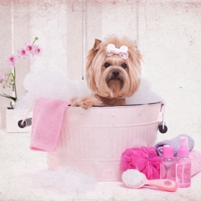 Affordable Spa Day Ideas for Dogs from the Nurses at Claygate Vets