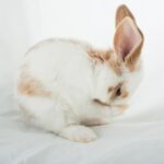 Getting Ready for Your Baby Bunny’s Arrival with Claygate Vets