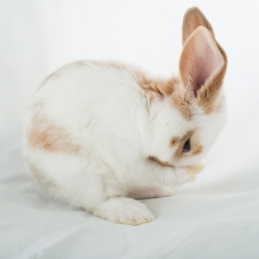 Getting Ready for Your Baby Bunny’s Arrival with Claygate Vets