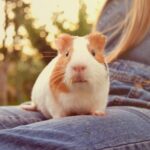 Darren Partridge Shines a Spotlight on Guinea Pig Happiness & Care