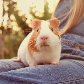 Darren Partridge Shines a Spotlight on Guinea Pig Happiness & Care