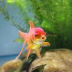 A Beginner’s Guide to Tropical Fish Care