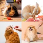 Summer Sleek: Pet Grooming Tips for Hot Weather
