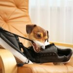 Vet Darren Partridge Has Helpful Advice for Dog Separation Anxiety