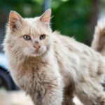 Cat Given Up on Grooming? Read Darren’s Advice