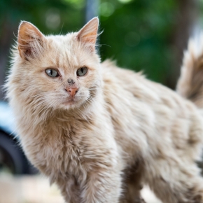 Cat Given Up on Grooming? Read Darren’s Advice