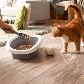 Vet Darren Partridge Shares Why Cats Soil Indoors and Ways to Help