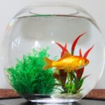 Molesey Vets’ Beginner’s Guide to Keeping Goldfish!