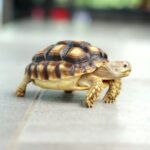 Hot Summer Tips for Reptile Keepers in Surrey
