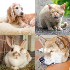 Vet Darren Partridge Shares Signs of Pain in Dogs, Cats and Rabbits