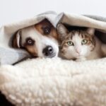 Vets in Teddington Share Noise Phobia Strategies for Pets