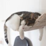 Autumn Care: Why Some Cats Need Calming Aids