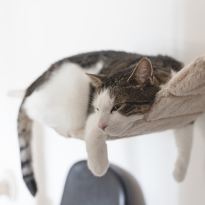 Autumn Care: Why Some Cats Need Calming Aids