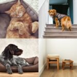 Darren Partridge Shares Home Hacks to Make Life Easier for Arthritic Pets