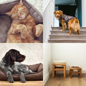 Darren Partridge Shares Home Hacks to Make Life Easier for Arthritic Pets
