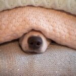 Firework Time: Create a Safe Haven for Scared Pets