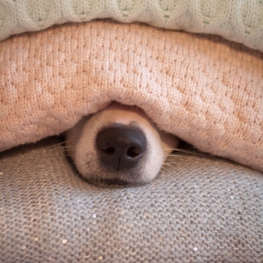Firework Time: Create a Safe Haven for Scared Pets