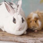 Autumn Advice: When to Bring Small Pets Indoors in Greater London
