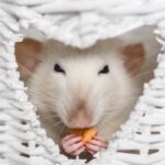 7 Things You Probably Didn’t Know About Fancy Rats