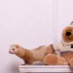 Caring for Ferrets as Jill Season Ends with Vet Darren Partridge