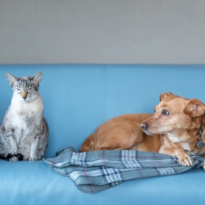Don’t Wait! Get Pet Calming Aids for Fireworks Season Now