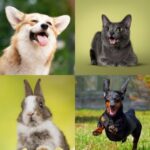 Vet Darren Partridge Shares 10 Tips for a Healthy and Happy Pet