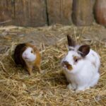 Alpha Vets on Preventing GI Issues in Rabbits and Guinea Pigs