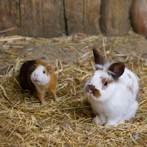 Alpha Vets on Preventing GI Issues in Rabbits and Guinea Pigs